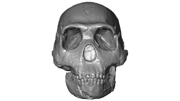 Tṩ3DӡʯģM(fi)dľW(wng)վMorphoSource
