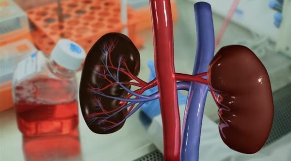 科學家使用3D打印技術開發人工腎臟 科學家使用3D打印技術開發人工腎臟
