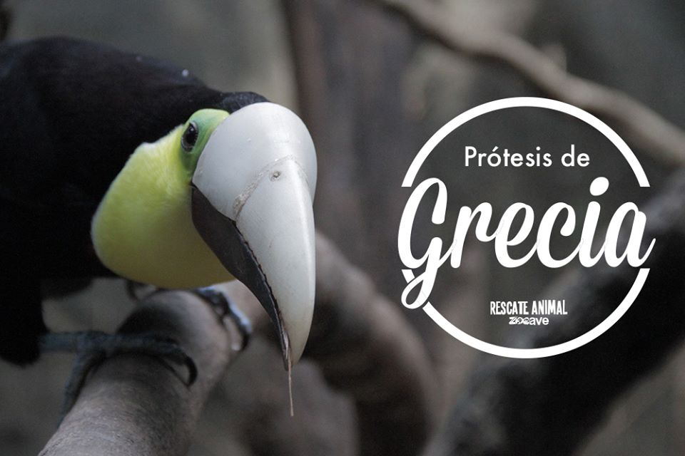 ܂ϬBGrecia@3Dӡ