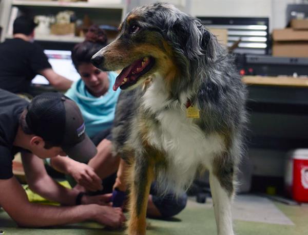 密蘇里學生為澳大利亞牧羊犬Tucker3D打印假肢 密蘇里學生為澳大利亞牧羊犬Tucker3D打印假肢