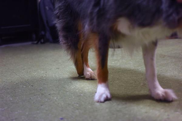 密蘇里學生為澳大利亞牧羊犬Tucker3D打印假肢 密蘇里學生為澳大利亞牧羊犬Tucker3D打印假肢