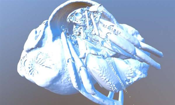 3D掃描和3D打印正在幫助科學家鑒別新的寄居蟹種類 3D掃描和3D打印正在幫助科學家鑒別新的寄居蟹種類