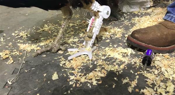 孔雀冬天凍掉一足無法開屏,志愿者給它定做3D打印假腳 孔雀冬天凍掉一足無法開屏,志愿者給它定做3D打印假腳
