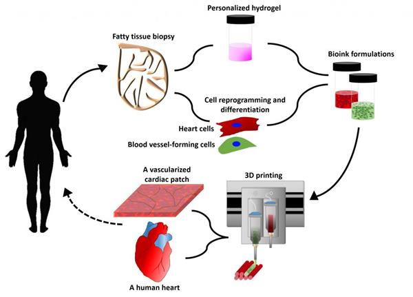 科學家使用患者的細胞3D打印一顆微型的活體心臟 科學家使用患者的細胞3D打印一顆微型的活體心臟