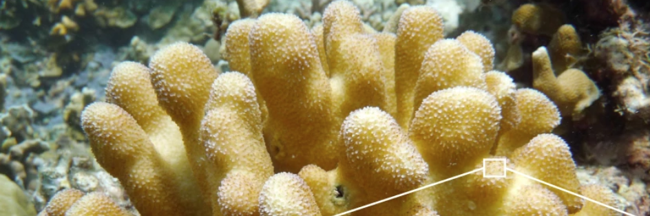  ӡ|KʡWatakobi ReefLɺStylophora pistilla