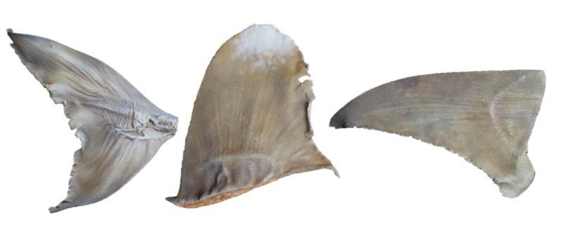 涂漆后的復(fù)制品魚翅(弓嘴吉他魚(Rhina ancylostoma)尾鰭、遠(yuǎn)洋白鰭長鰭真鯊背鰭和大錘頭魚莫卡蘭胸鰭) 涂漆后的復(fù)制品魚翅(弓嘴吉他魚(Rhina ancylostoma)尾鰭、遠(yuǎn)洋白鰭長鰭真鯊背鰭和大錘頭魚莫卡蘭胸鰭)