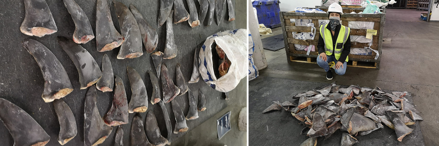 位于開普敦的 TRAFFIC 項目官員 Simone Louw 檢查了一起涉及 CITES 所列物種的魚翅緝獲情況 位于開普敦的 TRAFFIC 項目官員 Simone Louw 檢查了一起涉及 CITES 所列物種的魚翅緝獲情況